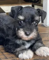 Diva, a female Miniature Schnauzer for sale in Hubbard, TX – 3 of 3