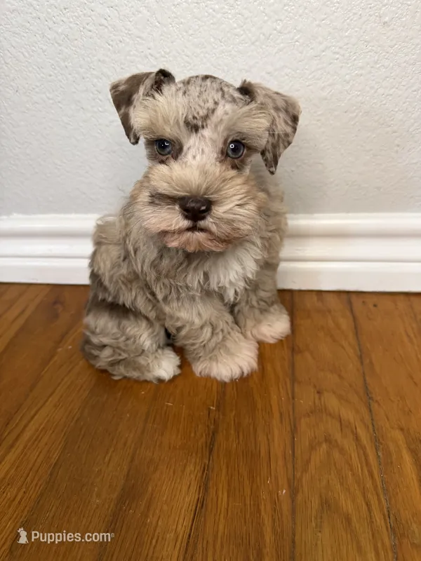 Butch – Miniature Schnauzer puppy for sale in Hubbard, TX