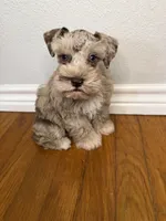 Butch, a male Miniature Schnauzer for sale in Hubbard, TX – 1 of 3
