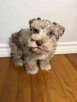 Butch, a male Miniature Schnauzer for sale in Hubbard, TX – 2 of 3