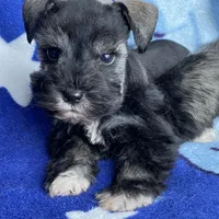 Dalton, a male Miniature Schnauzer for sale in Hubbard, TX – Photo 1 of 4