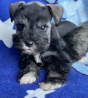 Dalton, a male Miniature Schnauzer for sale in Hubbard, TX – Photo 1 of 4