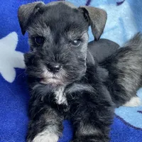 Dalton, a male Miniature Schnauzer for sale in Hubbard, TX – Photo 2 of 4