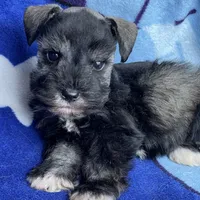 Dalton, a male Miniature Schnauzer for sale in Hubbard, TX – Photo 3 of 4