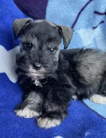 Dalton, a male Miniature Schnauzer for sale in Hubbard, TX – Photo 3 of 4