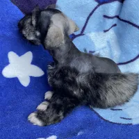 Dalton, a male Miniature Schnauzer for sale in Hubbard, TX – Photo 4 of 4