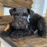 Chaos, a male Miniature Schnauzer for sale in Hubbard, TX – Photo 1 of 4