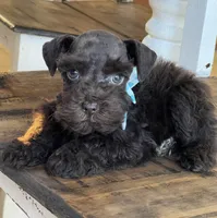 Chaos, a male Miniature Schnauzer for sale in Hubbard, TX – Photo 1 of 4
