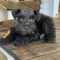 Chaos, a male Miniature Schnauzer for sale in Hubbard, TX – Photo 3 of 4