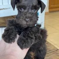 Chaos, a male Miniature Schnauzer for sale in Hubbard, TX – Photo 2 of 4