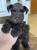 Chaos, a male Miniature Schnauzer for sale in Hubbard, TX – Photo 2 of 4