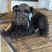 Chaos, a male Miniature Schnauzer for sale in Hubbard, TX – Photo 4 of 4