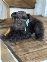 Chaos, a male Miniature Schnauzer for sale in Hubbard, TX – Photo 4 of 4