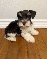 Bruno, a male Miniature Schnauzer for sale in Hubbard, TX – 1 of 3
