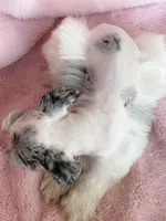 processed/9772e8c3-6dac-40c7-a3d7-17d8c43a1f66/listing/fcc77b23-e42c-4122-8d88-4c3be2f74cc4/b777732b-4e5a-40a4-8964-9fc69c41f2b1