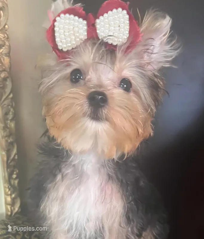 London – Yorkshire Terrier puppy for sale in Chula Vista, CA