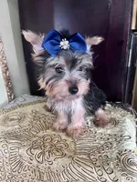 Rudy, a male Yorkshire Terrier for sale in Chula Vista, CA – 3 of 4