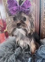 KUKIES, a female Yorkshire Terrier for sale in Chula Vista, CA – Photo 4 of 8
