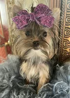 KUKIES, a female Yorkshire Terrier for sale in Chula Vista, CA – Photo 5 of 8