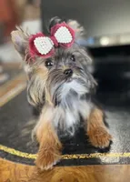 KUKIES, a female Yorkshire Terrier for sale in Chula Vista, CA – Photo 3 of 8