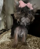KUKIES, a female Yorkshire Terrier for sale in Chula Vista, CA – Photo 8 of 8