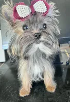 KUKIES, a female Yorkshire Terrier for sale in Chula Vista, CA – Photo 2 of 8