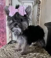 KUKIES, a female Yorkshire Terrier for sale in Chula Vista, CA – Photo 7 of 8