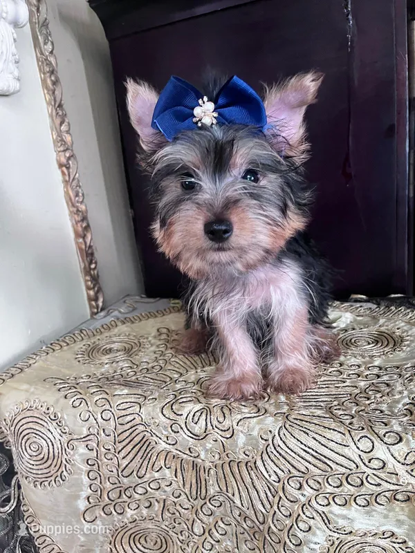 Rudy – Yorkshire Terrier puppy for sale in Chula Vista, CA