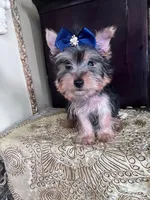 Rudy, a male Yorkshire Terrier for sale in Chula Vista, CA – 1 of 4