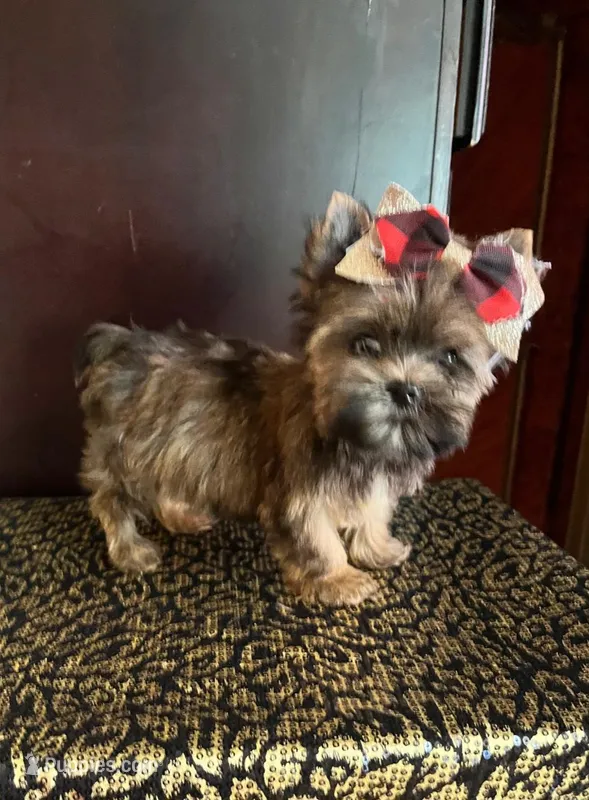 Alice – Yorkshire Terrier puppy for sale in Chula Vista, CA