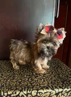 Alice, a female Yorkshire Terrier for sale in Chula Vista, CA – 3 of 7