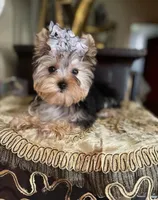 Fifi, a female Yorkshire Terrier for sale in Chula Vista, CA – Photo 3 of 6