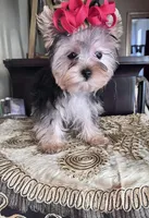 Fifi, a female Yorkshire Terrier for sale in Chula Vista, CA – Photo 6 of 6