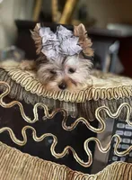 Fifi, a female Yorkshire Terrier for sale in Chula Vista, CA – Photo 5 of 6