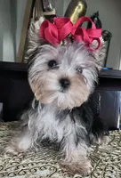 Fifi, a female Yorkshire Terrier for sale in Chula Vista, CA – Photo 2 of 6