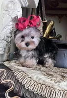 Fifi, a female Yorkshire Terrier for sale in Chula Vista, CA – Photo 1 of 6