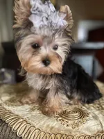 Fifi, a female Yorkshire Terrier for sale in Chula Vista, CA – Photo 4 of 6