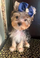 London, a male Yorkshire Terrier for sale in Chula Vista, CA – 2 of 4
