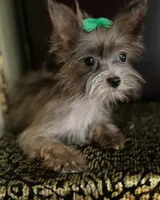 Perlan, a male Chihuahua and Yorkshire Terrier for sale in Chula Vista, CA – 4 of 4