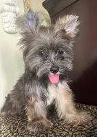 Atos, a male Shih Tzu and Yorkshire Terrier for sale in Chula Vista, CA – 4 of 4