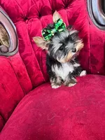 Ivanka, a female Yorkshire Terrier for sale in Chula Vista, CA – Photo 5 of 6