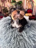 Ivanka, a female Yorkshire Terrier for sale in Chula Vista, CA – Photo 4 of 6