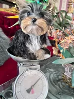 Ivanka, a female Yorkshire Terrier for sale in Chula Vista, CA – Photo 2 of 6