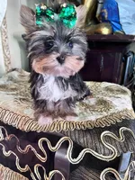 Ivanka, a female Yorkshire Terrier for sale in Chula Vista, CA – Photo 6 of 6