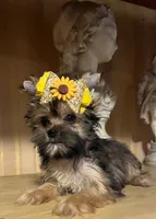 Alex, a male Shih Tzu and Yorkshire Terrier for sale in Chula Vista, CA – 4 of 4