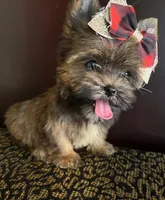 Alice, a female Yorkshire Terrier for sale in Chula Vista, CA – 2 of 7