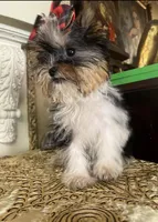 Chakira, a female Shih Tzu and Yorkshire Terrier for sale in Chula Vista, CA – Photo 3 of 4