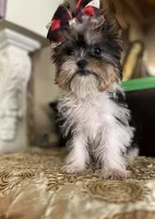 Chakira, a female Shih Tzu and Yorkshire Terrier for sale in Chula Vista, CA – Photo 1 of 4
