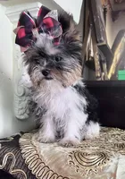 Chakira, a female Shih Tzu and Yorkshire Terrier for sale in Chula Vista, CA – Photo 4 of 4