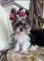 Chakira, a female Shih Tzu and Yorkshire Terrier for sale in Chula Vista, CA – Photo 2 of 4